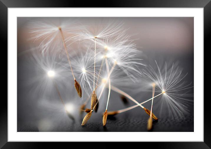  dancing dandelion heads Framed Mounted Print by sue davies
