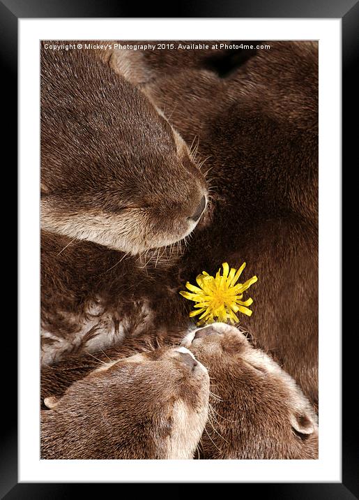 Otterly Cute Flower Power Framed Mounted Print by rawshutterbug 