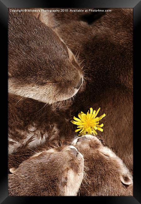 Otterly Cute Flower Power Framed Print by rawshutterbug 