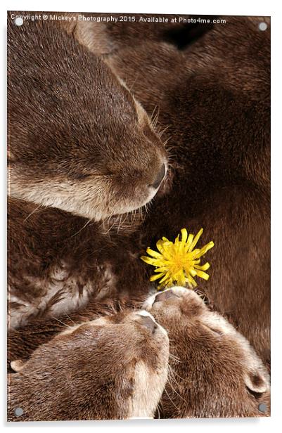 Otterly Cute Flower Power Acrylic by rawshutterbug 
