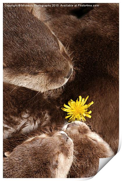 Otterly Cute Flower Power Print by rawshutterbug 