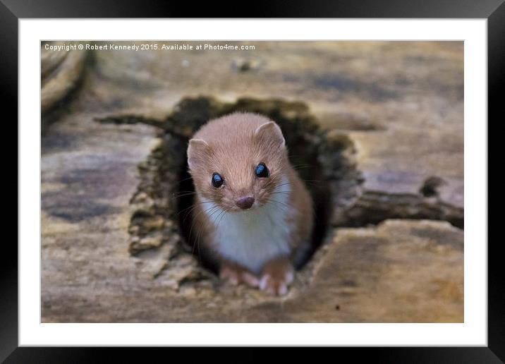  Weasel Watching Framed Mounted Print by Ravenswood Imagery
