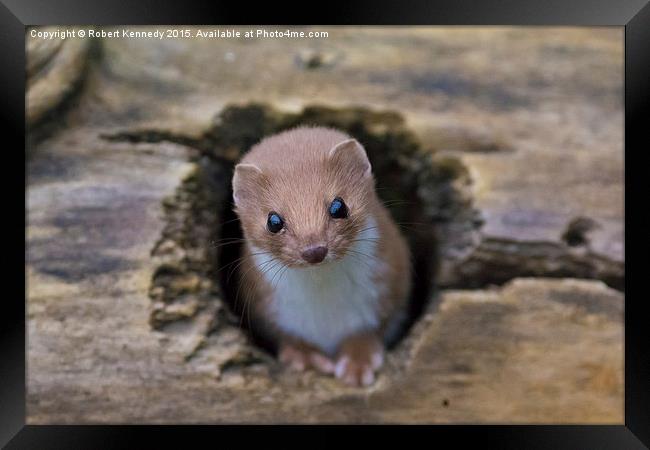  Weasel Watching Framed Print by Ravenswood Imagery