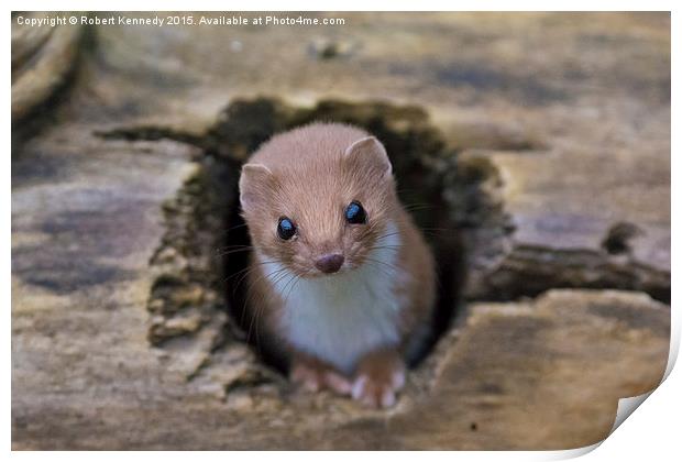  Weasel Watching Print by Ravenswood Imagery