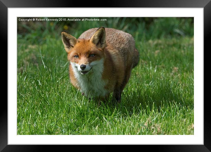 Fox Full Tilt  Framed Mounted Print by Ravenswood Imagery