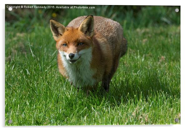 Fox Full Tilt  Acrylic by Ravenswood Imagery
