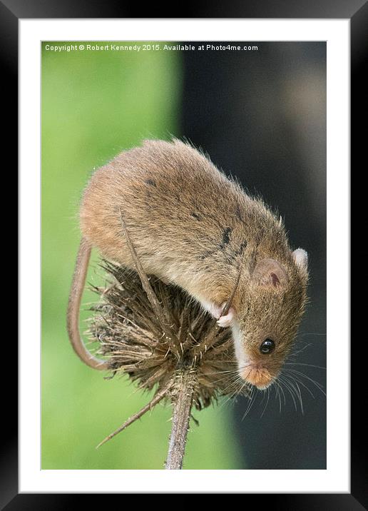 Harvets Mouse Framed Mounted Print by Ravenswood Imagery