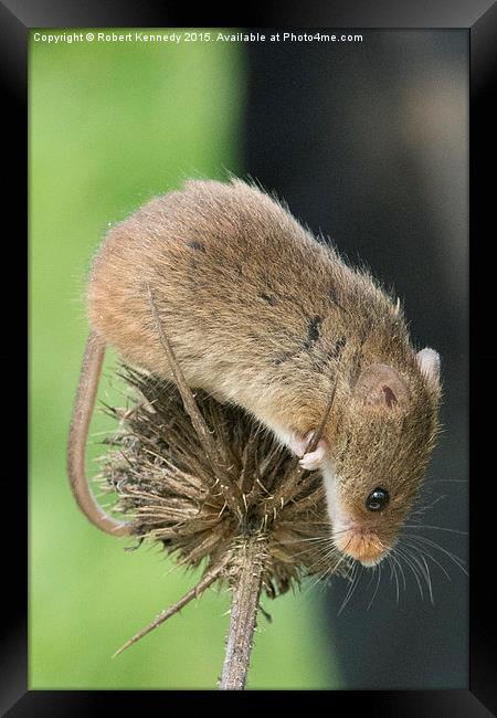Harvets Mouse Framed Print by Ravenswood Imagery