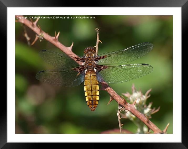 Broad-bodied Chaser Dragonfly Framed Mounted Print by Ravenswood Imagery