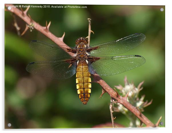 Broad-bodied Chaser Dragonfly Acrylic by Ravenswood Imagery