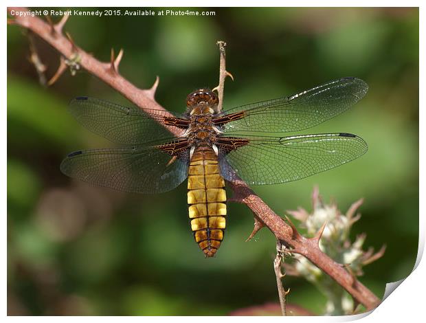 Broad-bodied Chaser Dragonfly Print by Ravenswood Imagery