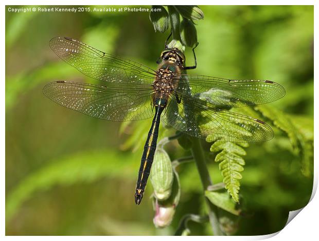  Emerald Splendor Print by Ravenswood Imagery