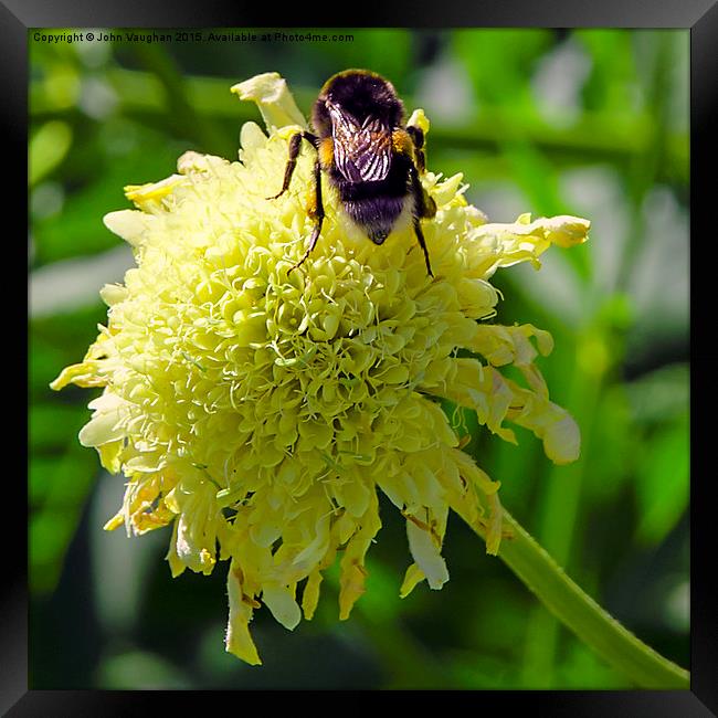  Bee on yellow flower Framed Print by John Vaughan