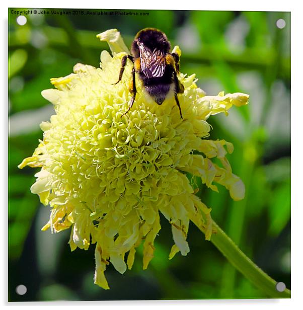  Bee on yellow flower Acrylic by John Vaughan