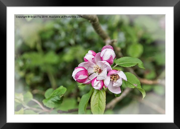 Spring Blossom Framed Mounted Print by Brian Fry