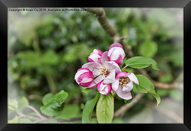 Spring Blossom Framed Print by Brian Fry