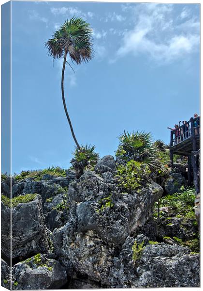Palm Tree on the Rocks  Canvas Print by Valerie Paterson