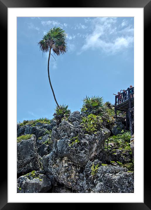 Palm Tree on the Rocks  Framed Mounted Print by Valerie Paterson