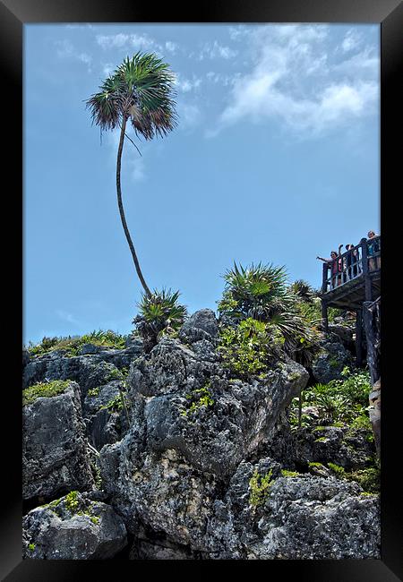 Palm Tree on the Rocks  Framed Print by Valerie Paterson