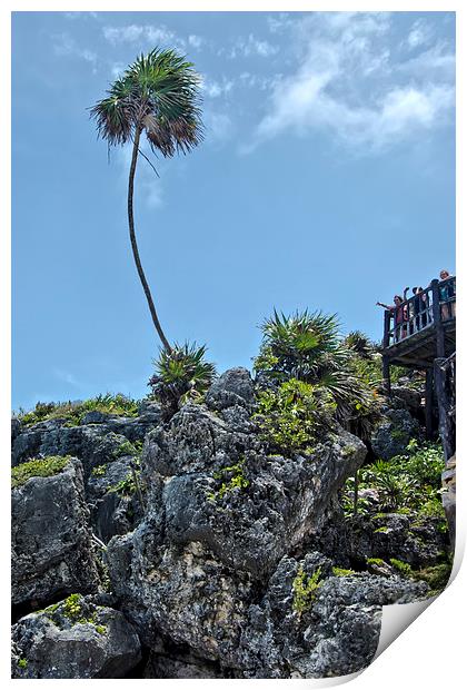 Palm Tree on the Rocks  Print by Valerie Paterson