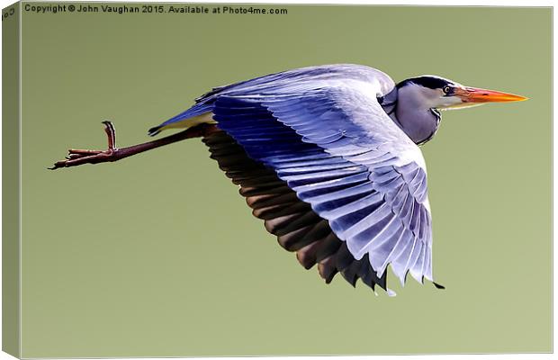 Grey Heron in Flight Canvas Print by John Vaughan