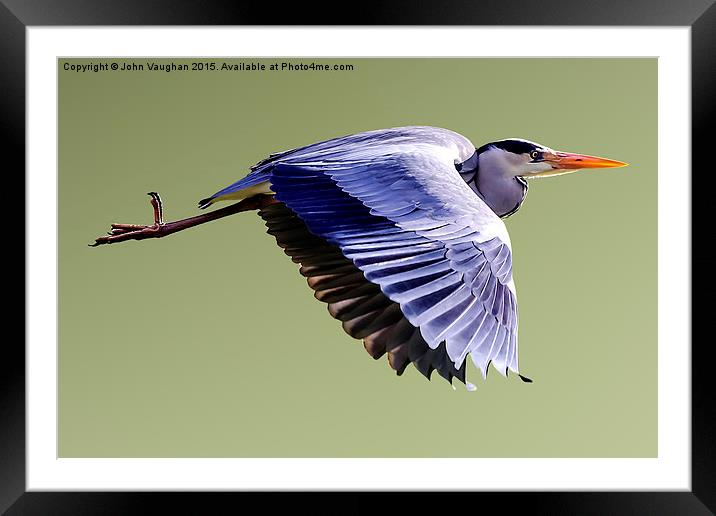  Grey Heron in Flight Framed Mounted Print by John Vaughan