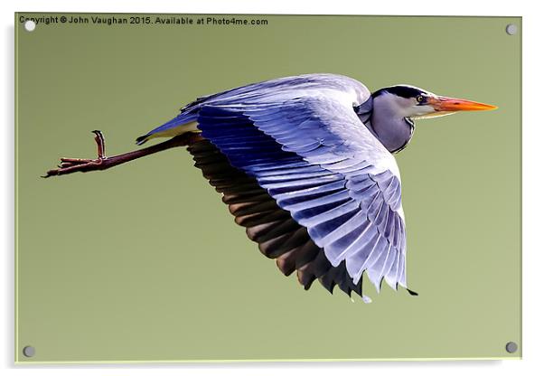  Grey Heron in Flight Acrylic by John Vaughan