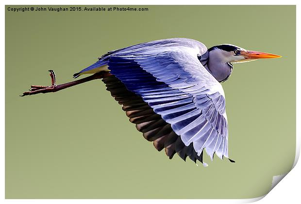  Grey Heron in Flight Print by John Vaughan