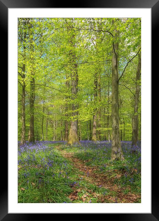  Woodland Bluebells Framed Mounted Print by David Tinsley