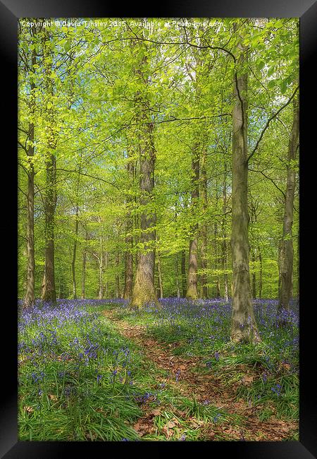  Woodland Bluebells Framed Print by David Tinsley