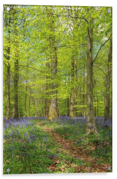  Woodland Bluebells Acrylic by David Tinsley
