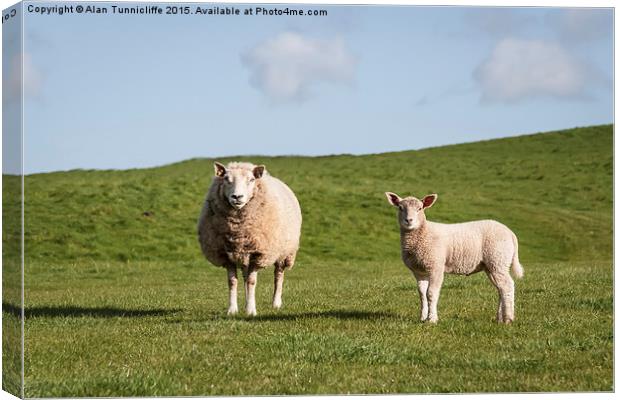  Mother sheep and her lamb Canvas Print by Alan Tunnicliffe
