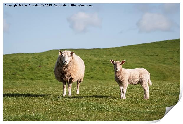  Mother sheep and her lamb Print by Alan Tunnicliffe