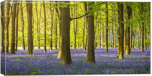  Woodland Bluebells Canvas Print by James Rowland
