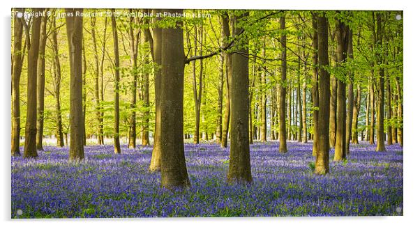  Woodland Bluebells Acrylic by James Rowland