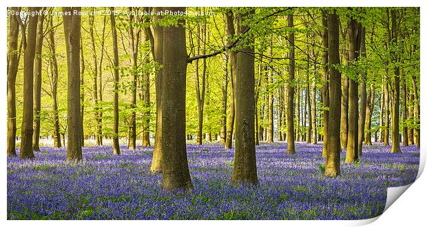  Woodland Bluebells Print by James Rowland