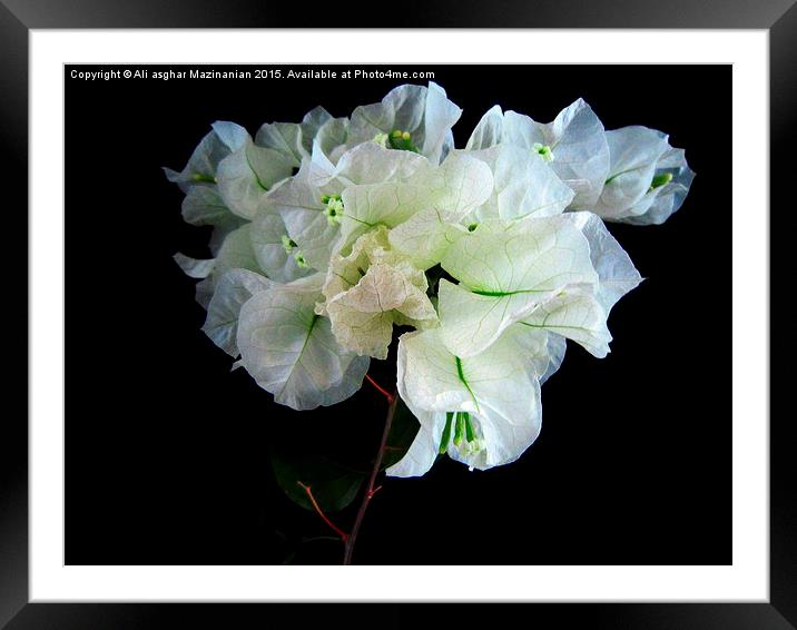  A nice white  flower, Framed Mounted Print by Ali asghar Mazinanian