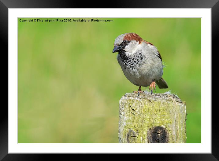  House Sparrow Framed Mounted Print by Fine art by Rina