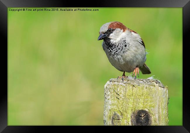  House Sparrow Framed Print by Fine art by Rina