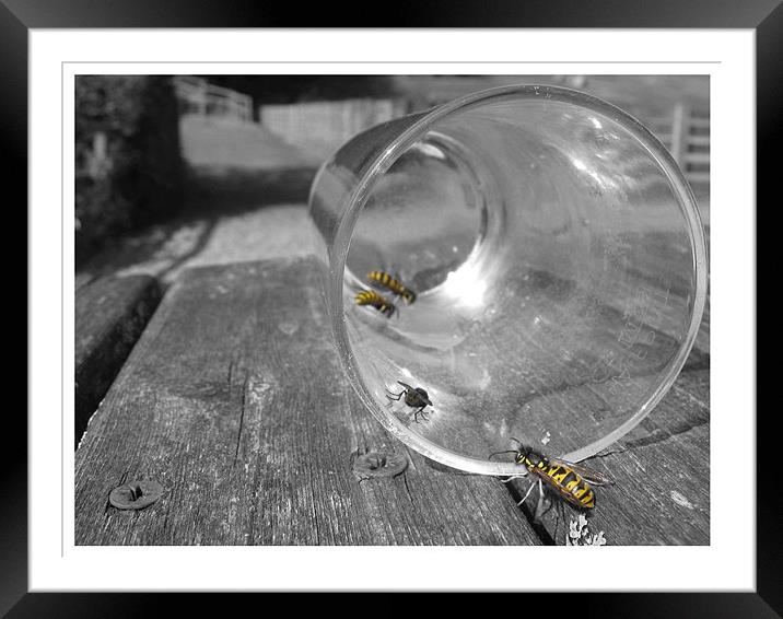 its a wasp life Framed Mounted Print by Alexia Miles