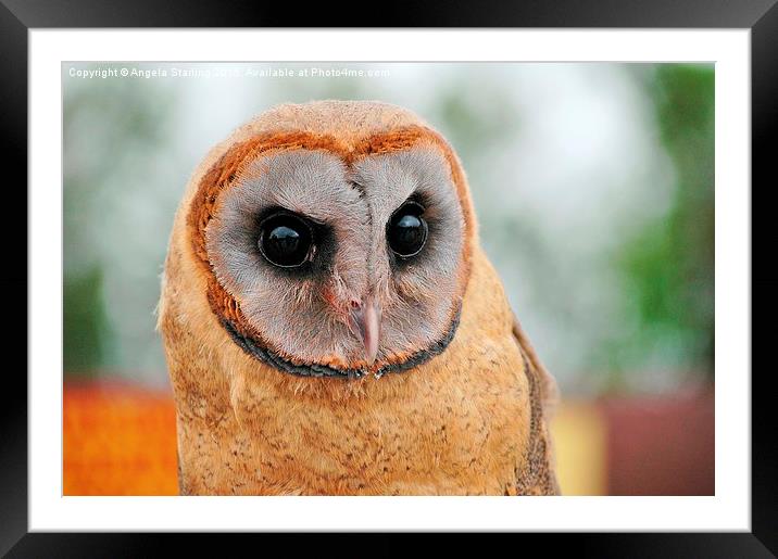  Ashy faced owl. Framed Mounted Print by Angela Starling