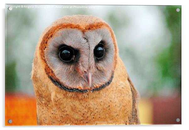  Ashy faced owl. Acrylic by Angela Starling