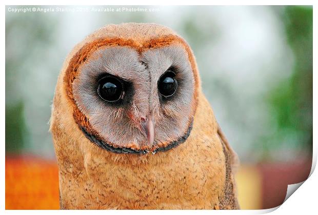  Ashy faced owl. Print by Angela Starling