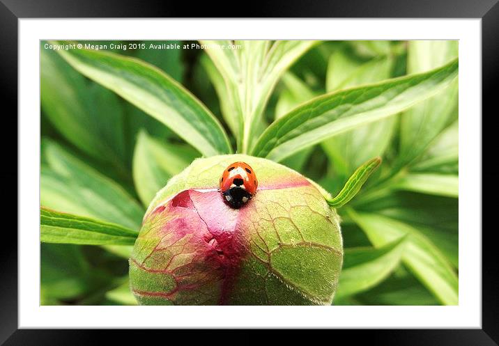  Ladybug Framed Mounted Print by Megan Craig
