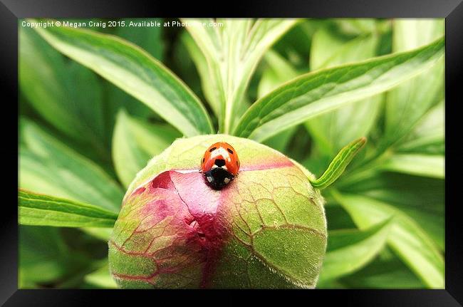  Ladybug Framed Print by Megan Craig