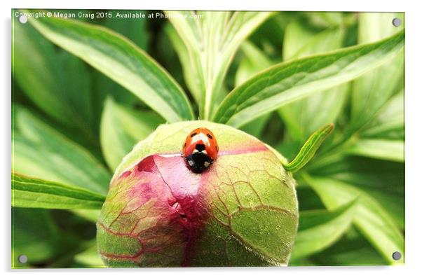  Ladybug Acrylic by Megan Craig
