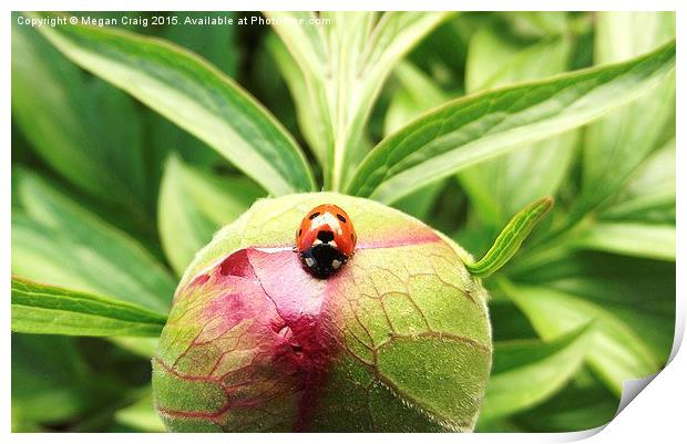 Ladybug Print by Megan Craig