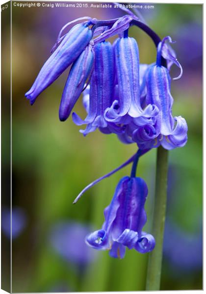  Bluebells of Sussex Canvas Print by Craig Williams