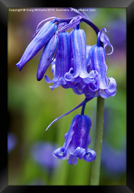  Bluebells of Sussex Framed Print by Craig Williams