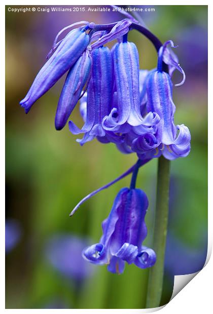  Bluebells of Sussex Print by Craig Williams